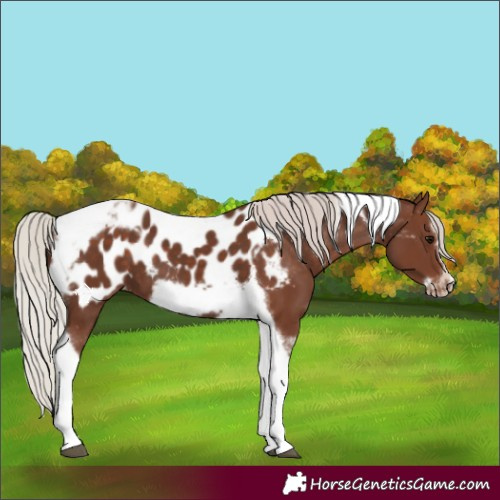 Horse Color:Silver Black Tobiano Frame Near Leopard