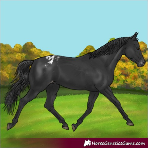 Horse Color:Black Appaloosa Rabicano