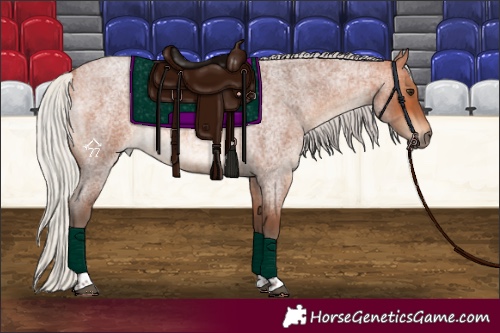Horse Color:Silver Bay Roan Tobiano Rabicano