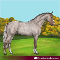 Horse Color:Silver Blue Roan Sabino 