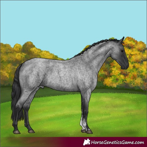 Horse Color:Blue Roan Sabino 