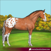 Horse Color:Bay Splash Appaloosa Rabicano 