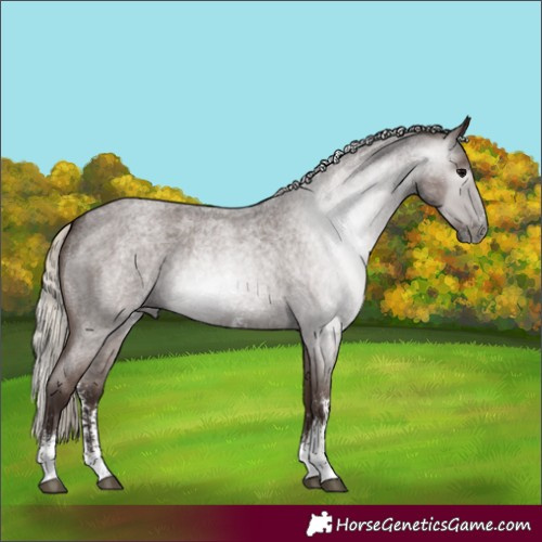 Horse Color:Gray Silver Blue Roan Sabino 