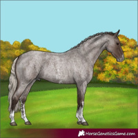 Horse Color:Gray Silver Blue Roan Sabino 