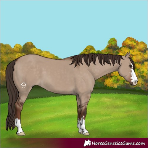 Horse Color:Liver Red Dun