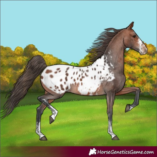Horse Color:Bay Sabino Blanket