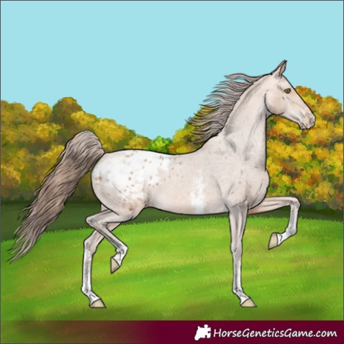 Horse Color:Amber Champagne Sabino Appaloosa 