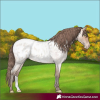 Horse Color:Amber Champagne Roan Appaloosa Rabicano 