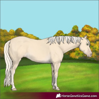 Horse Color:Gold Cream Champagne 