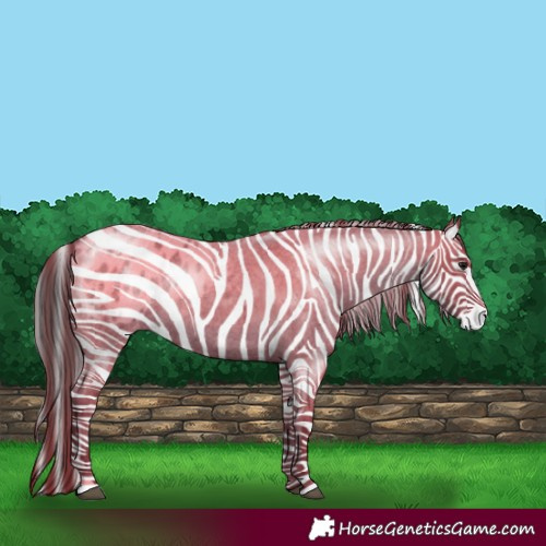 Horse Color:Blue Roan Appaloosa 