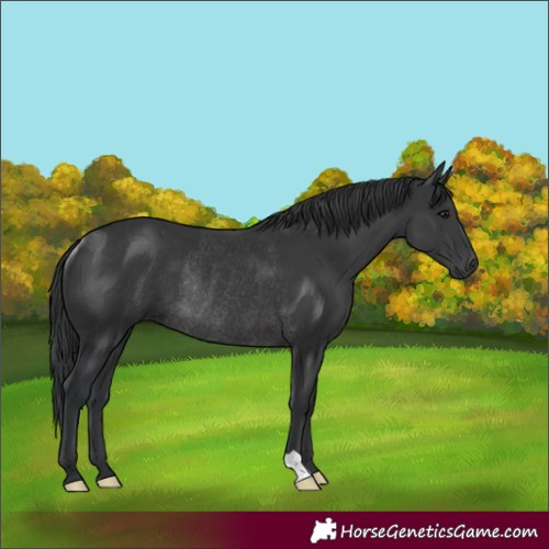 Horse Color:Black Rabicano 