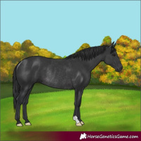 Horse Color:Black Rabicano
