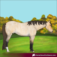 Horse Color:Buckskin Roan Dun Rabicano 