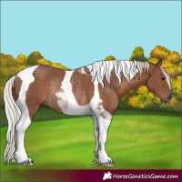 Horse Color:Silver Black Tobiano Rabicano