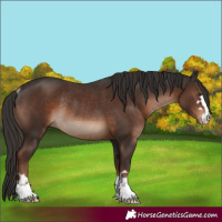 Horse Color:Liver Chestnut Rabicano 