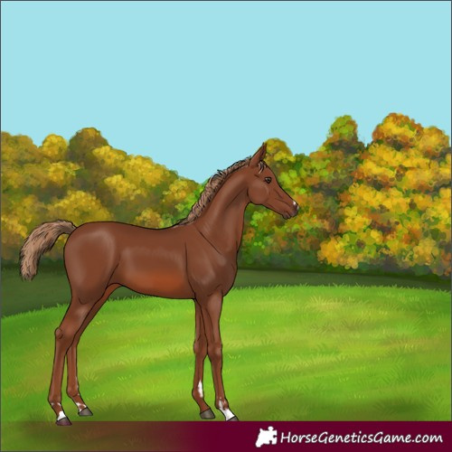 Horse Color:Chestnut 