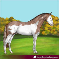 Horse Color:Red Roan Splash Frame 