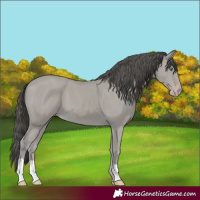 Horse Color:Classic Cream Champagne