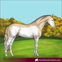 Horse Color:Palomino Dun Splash Frame 
