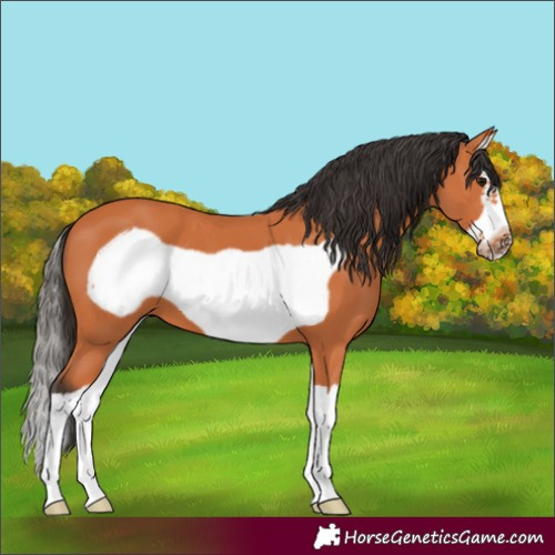 Horse Color:Bay Splash Frame