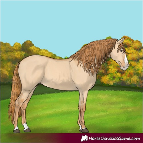 Horse Color:Red Dun Splash 