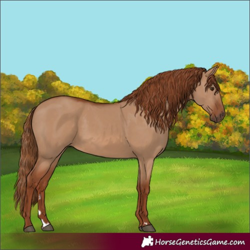 Horse Color:Red Dun Rabicano 
