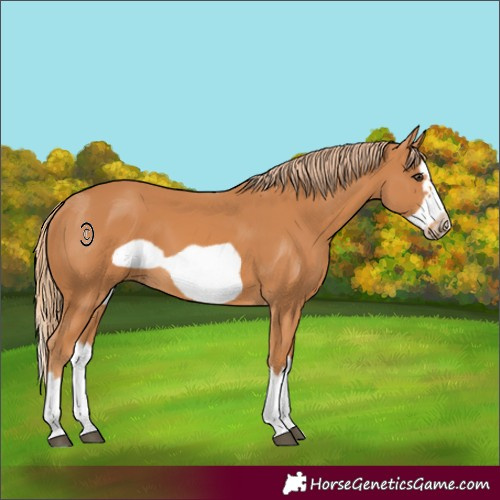 Horse Color:Chestnut Splash Frame 
