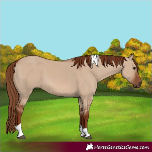 Horse Color:Red Dun Tobiano 