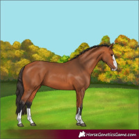 Horse Color:Bay 