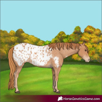 Horse Color:Chestnut Blanket