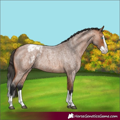 Horse Color:Bay Roan Splash Appaloosa