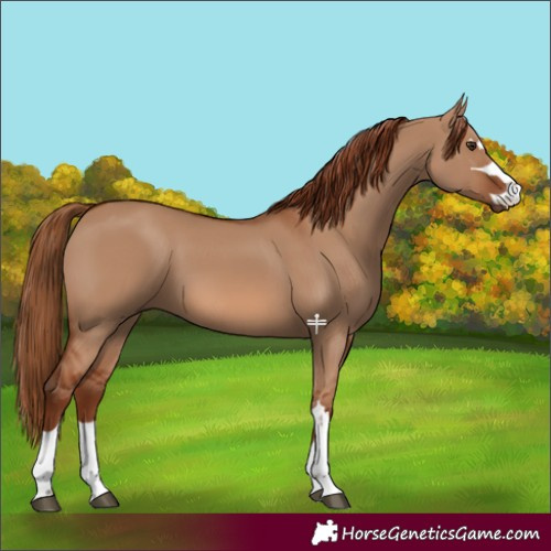 Horse Color:Red Dun 