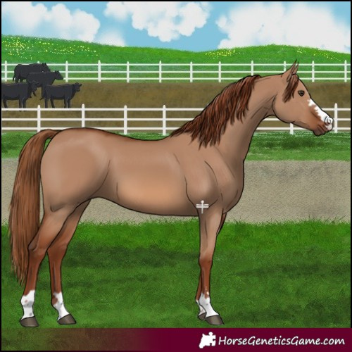 Horse Color:Red Dun 