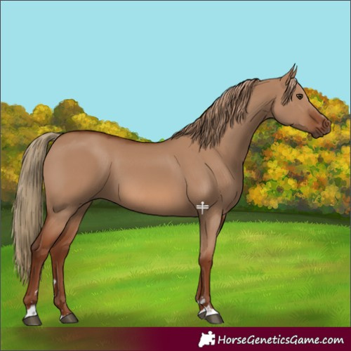 Horse Color:Red Dun 