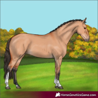 Horse Color:Bay Dun Tobiano 