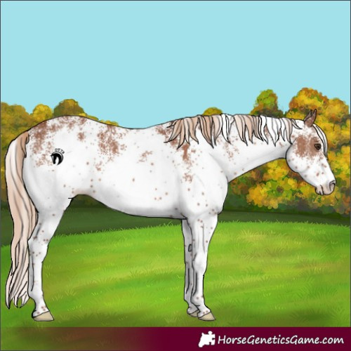 Horse Color:White Spotted Chestnut 