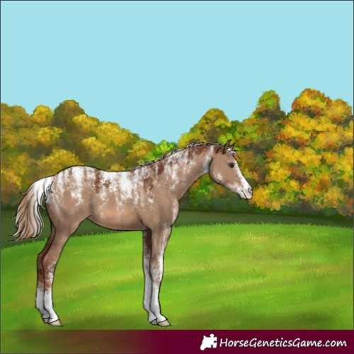 Horse Color:Powder White Red Dun 