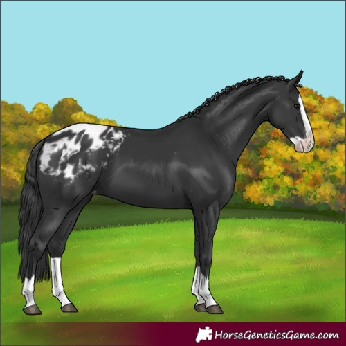 Horse Color:Black Splash Appaloosa 