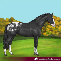 Horse Color:Black Splash Appaloosa