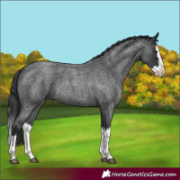 Horse Color:Blue Roan Splash