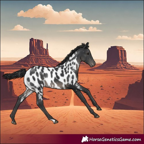 Horse Color:Black Appaloosa Rabicano 