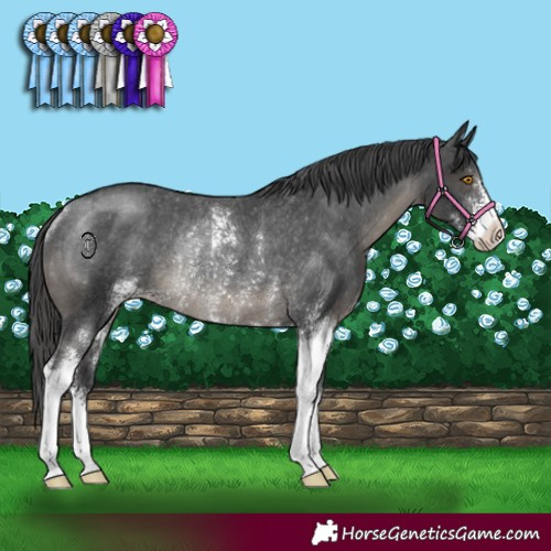 Horse Color:Black Sabino Appaloosa Rabicano