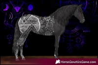 Horse Color:Black  and Smoky Black 