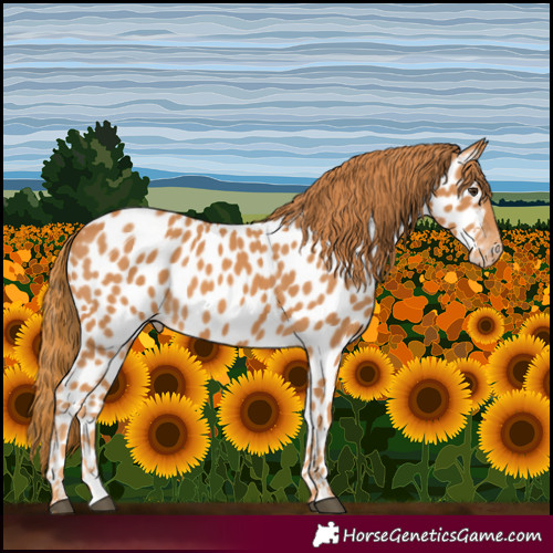 Horse Color:Chestnut Near Leopard 