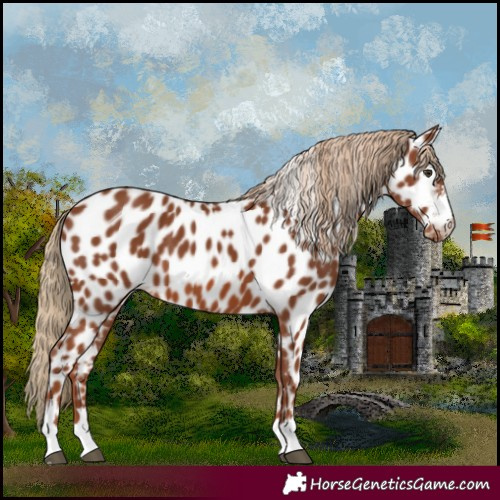 Horse Color:Chestnut Appaloosa 