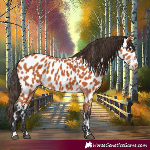 Horse Color:Bay Leopard 
