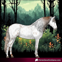 Horse Color:Gray Chestnut Near Leopard 