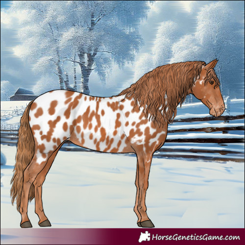 Horse Color:Chestnut Near Leopard