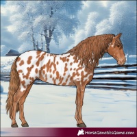 Horse Color:Chestnut Near Leopard 