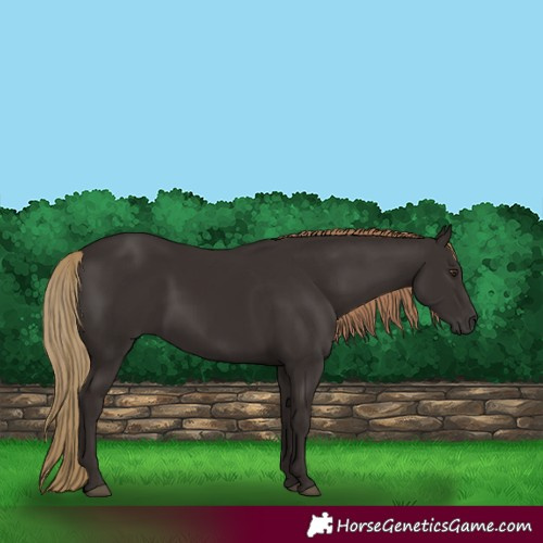 Horse Color:Liver Chestnut 